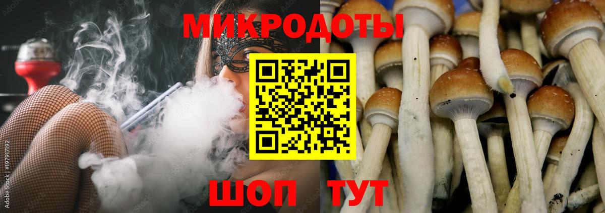 Псилоцибиновые грибы Psilocybine cubensis Нижний Новгород